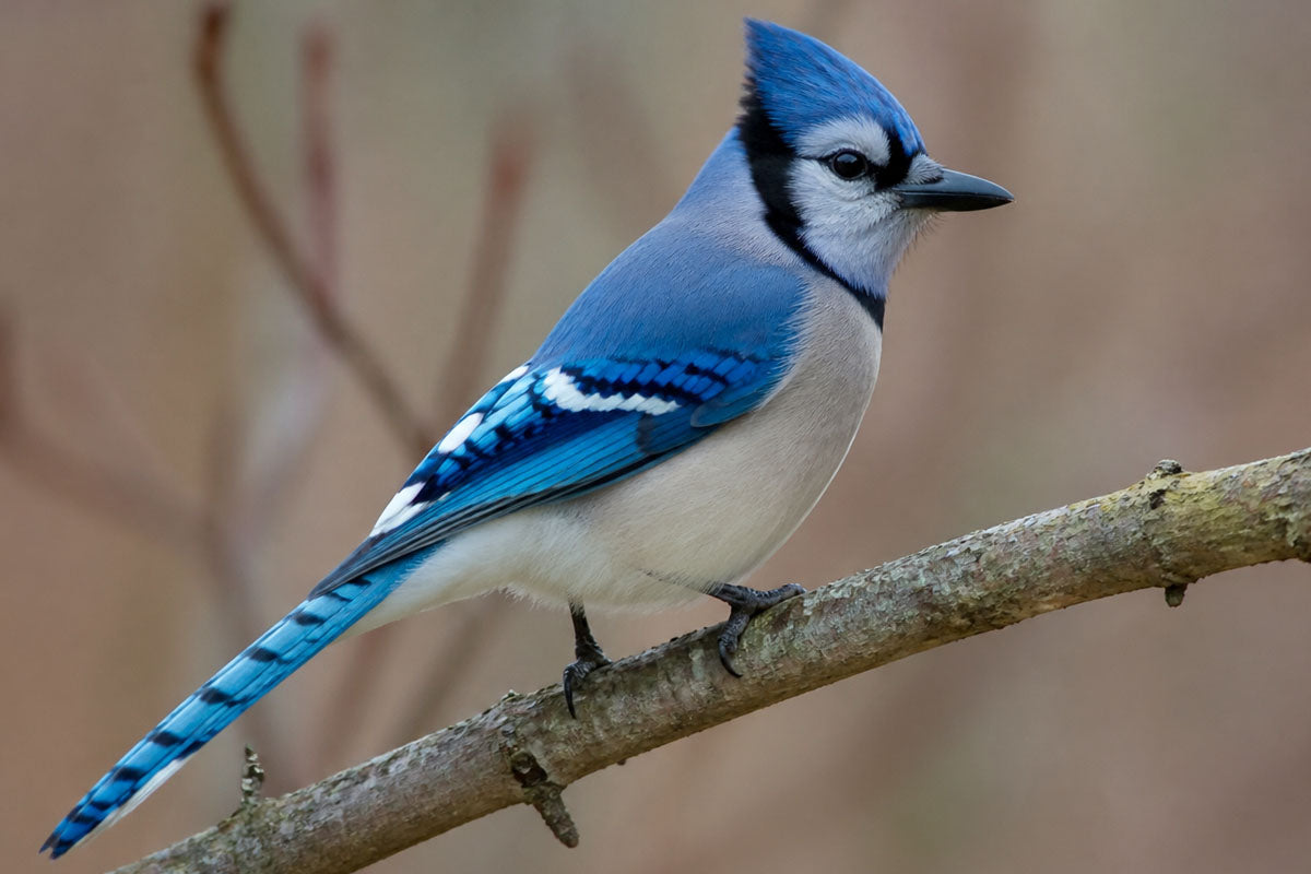 Blue jay perched on a tree branch in natural woodland habitat